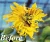 Import Fertilizer for sunflower agriculture Amino Acid Organic Micronutrient Fertilizer Life Force Amino B (amino acids N+B) MI 302 from Russia