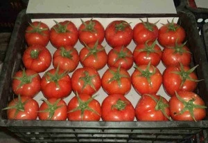 fram fresh tomato 2017 market price for sale