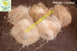 FRESH COCONUT FOR EXPORT