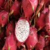 Fresh dragon fruit cheap price and best quality from Hong Thai farm