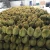 Import Fresh Durian Monthong Hight Quality From Thailand from Thailand