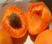 fresh egyptian apricot high quality Class 1