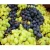 Import Fresh high quality wholesale grapes from USA