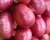 Import Fresh Holland red Onion in Mesh Bags from China