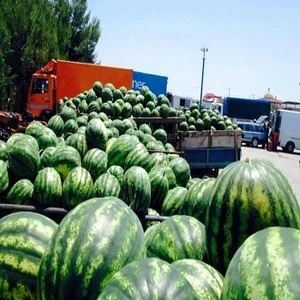 Fresh juicy sweet Water Melons for sale