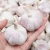Import Fresh Organic Specification Normal White Garlic Fresh Peeled from China