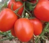 Fresh Tomatoes in wholesale