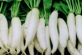 Fresh white radish crops2016 very Suitable price from Bangladesh