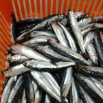 Frozen anchovy fish