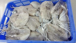 Frozen Cuttlefish whole Round /Whole Baby Cuttlefish Cleaned