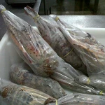FROZEN LOBSTER / FROZEN LOBSTER TAIL / FRESH LIVE LOBSTER