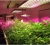 Full Spectrum Plant Growth Light LED Grow Light For Vegetables Greenhouse