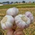 Global Gap Approved China/Chinese Fresh Normal White Garlic for Sale Indonesia