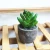 Import Gold And Silver Pot With Mini Size Artificial Plastic Succulents Plants from China