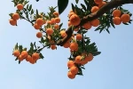 Grade  Grade and Fresh Style Mandarin Orange Citrus  Fruits