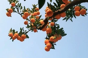 Grade  Grade and Fresh Style Mandarin Orange Citrus  Fruits