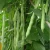 Import Green Beans Raw Fresh Elongated String Green Beans 100% Quality from South Africa