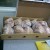 Import Halal Certified Frozen Whole Chicken For Sale from Netherlands