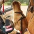 Import High Duty Custom Logo Nylon Car Safety Seat Belt for Pet Dog from China