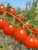 Import High quality fresh cherry tomatoes/ Fresh tomatoes from Vietnam