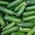 Import High Quality Fresh Cucumber/Frozen Cucumber/Sea Cucumber from Germany