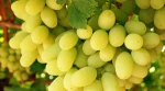 High Quality Fresh Seedless Green Grapes