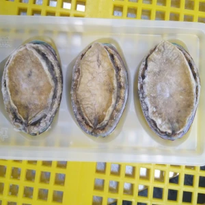 High Quality frozen Gutting abalone with shelled