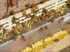 High quality organic fresh 100% natural rape bee pollen