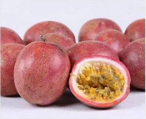 High Quality Wholesale Passiflora edulis Passion Fruit Seedling Trees