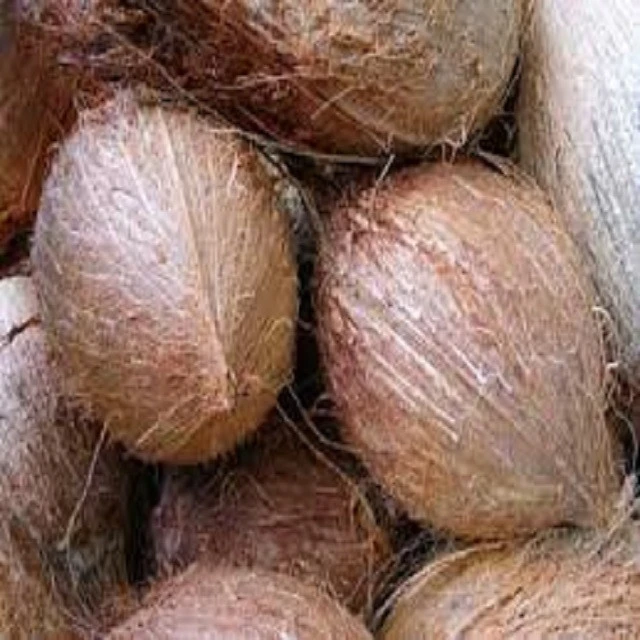 High Water Content Fresh and Mature Coconut from India