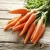 Import Hot new sale crop fresh carrot export with high quality from China