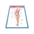 Import India language Anatomy educational charts with Muscular system hanging chart poster from China