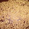 Indian Barley for Animal Feed