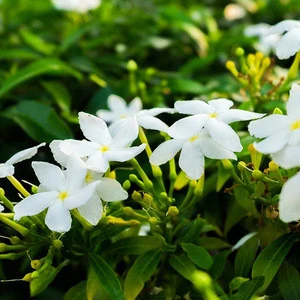 Jasmine Flowers for Singapore market