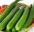 Import long  cucumber from China