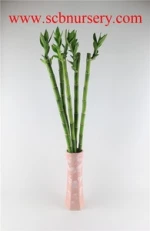 Lucky bamboo Dracaena Sauderiana Straight bamboo indoor plant