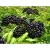 Import Manufacturer Bulgaria Private Label Health Care Products Dried Elderberries Fruits from Bulgaria