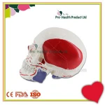 Medical Science Models Colored Human Medical Plastic Teaching Skull Model