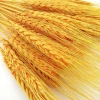 natural dried flower color preserved wheat decoration craft flower