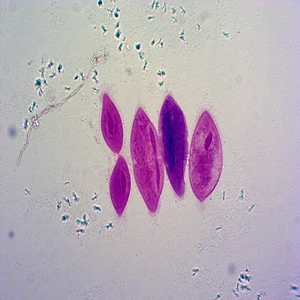 nerve cells smear meiosis microscope slides/meiosis prepared microscope slides