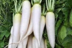 New Corp South Africa Fresh White Radish/Fresh Radish/Radish / Fresh Radish/Fresh Carrots