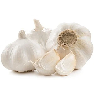 New Crop 5cm-6.0cm bulk supply pure white and normal white fresh garlic