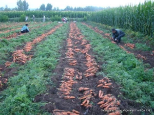 new crop fresh red carrot (china Xiamen/Shandong/Hebei area)