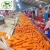 Import New crop quality carrot from China