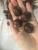 Import new season best exporting  40-60 fresh chinese chestnut from China