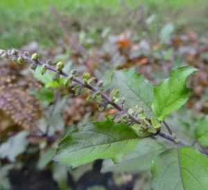 ORGANIC DRIED LEMON TULSI/ LEMON BASIL (OCIMUM AFRICANUM)