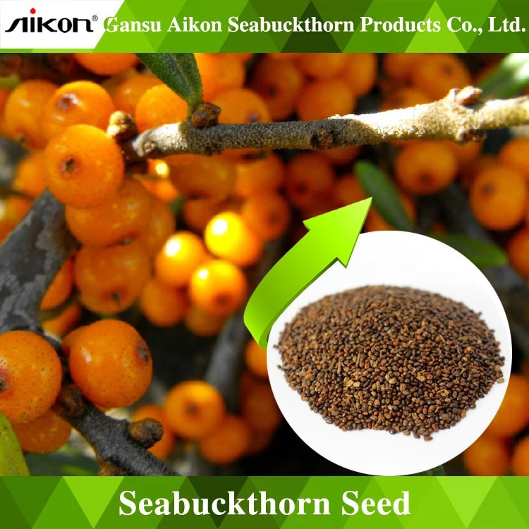 Organic Sea Buckthorn Seeds for Oil Extraction