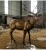 Import Outdoor Lifelike Garden Cast Deer Bronze Elk Deer Stag Sculpture from China