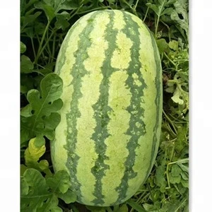 Overlord chinese watermelon hybrid seed