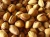 Import Pistachios Roasted and Salted Bulk , Cheap Price Pistachio Nuts, Kernels from Canada
